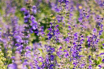 Fields of blooming purple salvia bring rich color and tranquility to the vibrant green landscape of nature's garden.