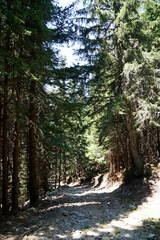 
road to pine forest nature trees stones rocks Balkans Bulgaria