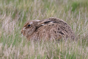 Brown Hare