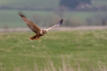 Marsh Harrier