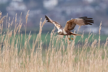 Marsh Harrier