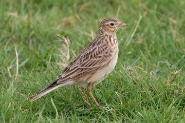 Skylark