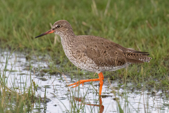 Redshank