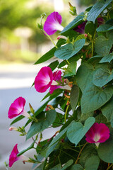 Ipomoea nil annual herbaceous climbing plant red flower flora nature summer