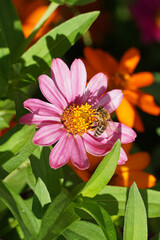 Obraz premium on the flower of Zinnia angustifolia sits a bee collecting pollen insect delicate flowers garden flora nature macro