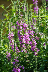 Obraz premium Lythrum salicifolium Weeping grass plant raspberry-pink flowers inflorescences summer nature flora