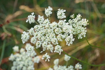 Wild carrot common carrot white flowers inflorescences summer nature flora