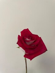 single red rose vintage look