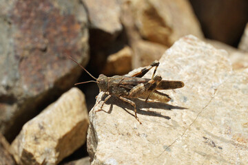 grasshopper Dark-winged grasshopper family of true locusts insect sits on a stone nature