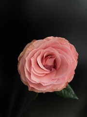 pink rose on black background