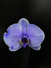 blue orchid on black background
