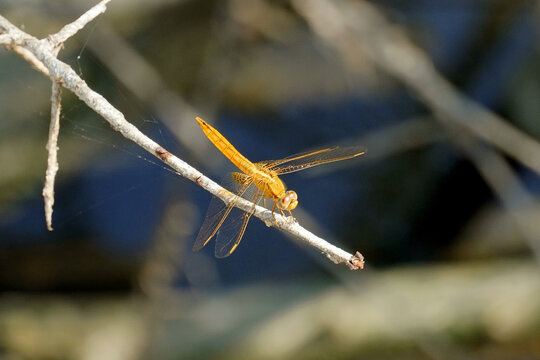 orange dragonfly sits on a thin branch insect nature summer day
