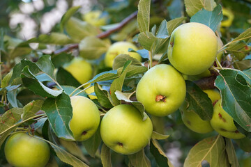 apple tree ripe green apples branch with fruits and leaves nature agriculture