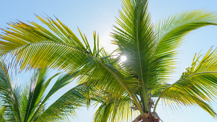Obraz premium Lush green palm trees swaying gently in the tropical breeze under a bright blue sky, creating a serene and inviting atmosphere for relaxation