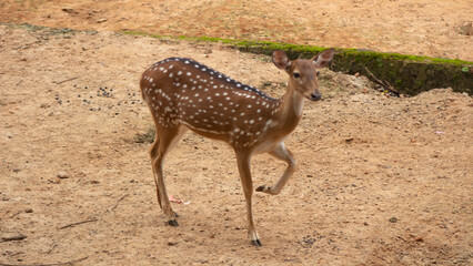 Chital or spotted deer in the wild