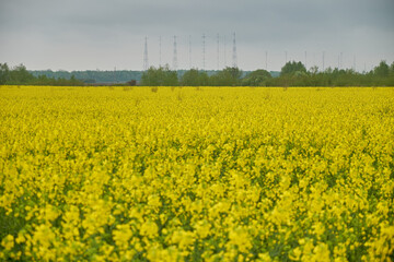 Obraz premium electric pylons on the field