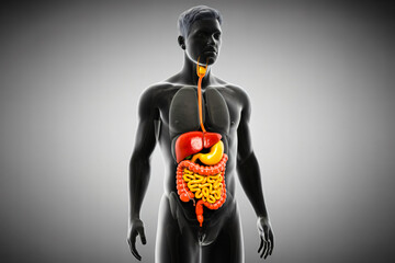 3D Medical Illustration of Human Male Digestive System with Internal Organs, Realistic Anatomy Diagram Showing Gastrointestinal Tract and Digestive Organs in Male Body, View Medical Visualiza