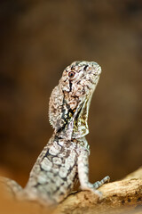 Portrait of a juvenile Frilled Lizard resting and observing on a branch in a terrarium. Chlamydosaurus kingii, Loiret 45, région Centre Val de Loire, France, European Union, Europe