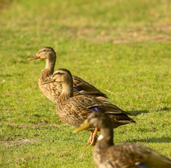 duck on the grass
