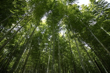 竹林 日本の森