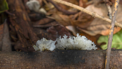 white fruiting bodies of the snow fungus also known as silver ear fungus, Tremella fuciformis