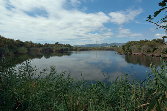 A view of the Balsas de Can Dimoni lake, a natural reserve, framed by green reeds in the foreground. In the distance, urban buildings and mountains are visible under a blue sky.