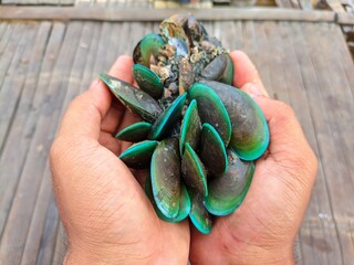 Hand hold fresh green mussels with vibrant shells, detailed texture for seafood concept © Sarmiko.id
