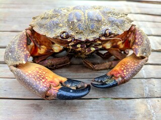 Fresh sea crab displayed on bamboo surface in natural light, close-up view