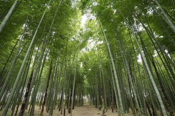 竹林 日本の森