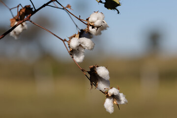 Cotton Brazil