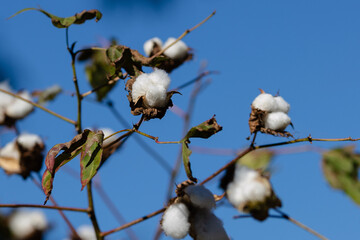 Cotton Brazil
