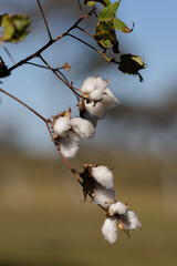 Cotton Brazil