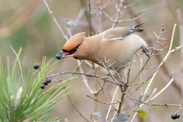 Bohemian Waxwing