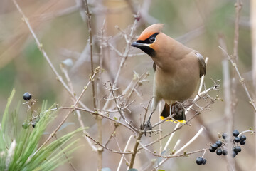 Bohemian Waxwing