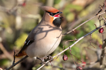 Bohemian Waxwing