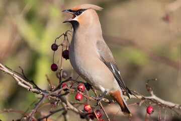 Bohemian Waxwing