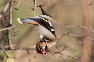 Bohemian Waxwing