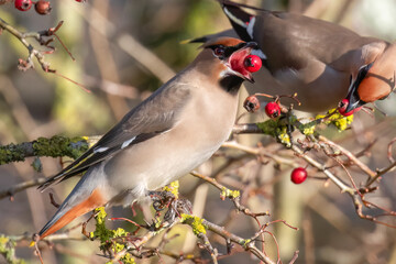 Bohemian Waxwing
