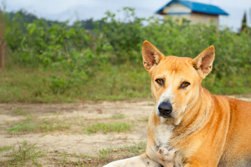Alert brown mixed-breed dog resting on ground outdoors, looking at camera, rural countryside background with green plants and small house, natural light animal portrait.