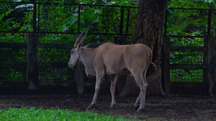 common eland deer in the woods