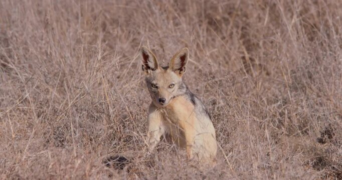 Wide of Black backed jackal (Canis mesomelas) scratching itch and running off during dry season in Savannah grassland in Kenya