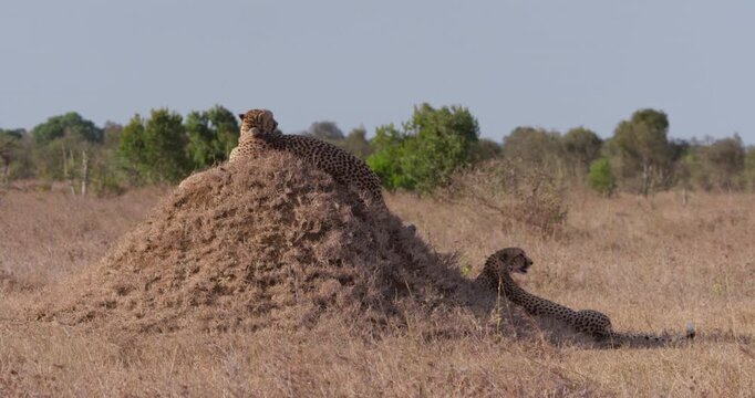 Wide of pair of Cheetah (Acinonyx jubatus) resting on top of termite mound in grassy savannah in hot sunny day in Kenya