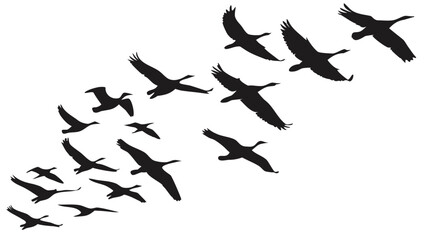 Silhouette of a flock of birds flying in formation against a white background in a vector illustration