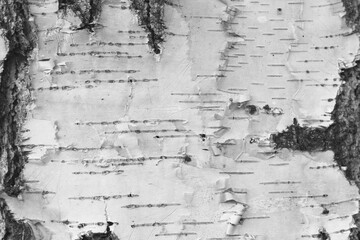 pattern of birch bark with black birch stripes