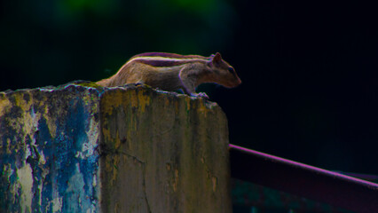 squirrel standing on the wall