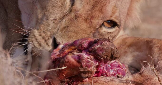 Wide of Lioness (Panthera Leo) eating and lifting leg carcass of Grevy's Zebra (Equus grevyi) in golden sun in Savannah in Kenya