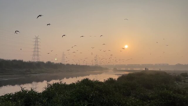 Siberian seagulls flying at Yamuna Ghat with sun rising at Delhi, India