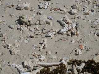  plage avec corail blanchi de l'ile Maurice