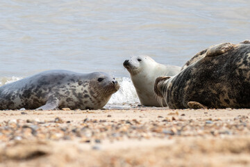Seal