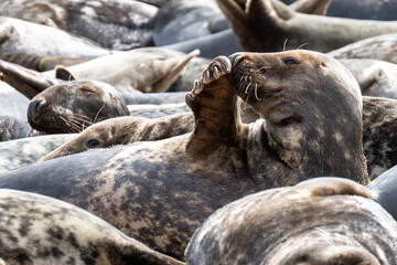 Seal
